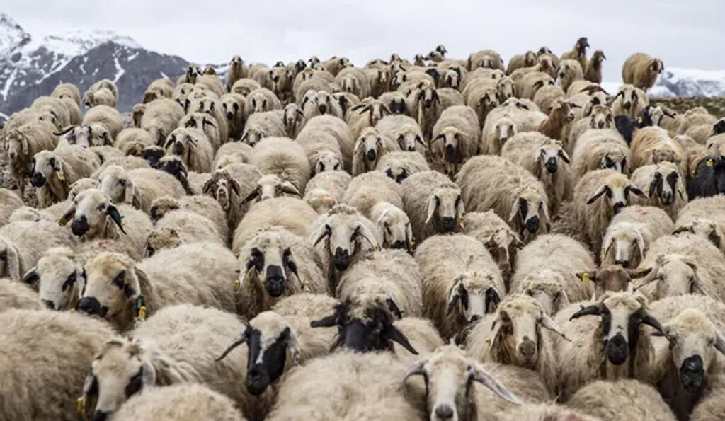 Three Bags Full: A Sheep Detective Movie cinemacon 2025