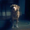 good boy review movie 2025