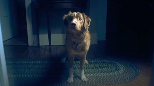 good boy review movie 2025